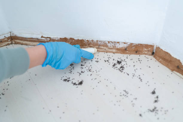 Best Mosquito Control Services  in Bainbridge, OH
